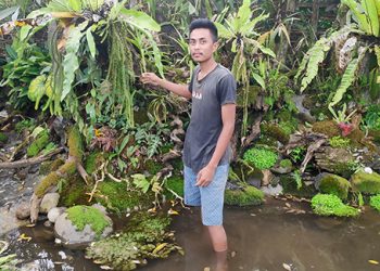Paludarium