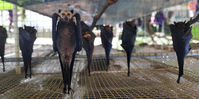 Dancing Bat