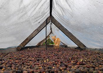 Inspeksi Kopi