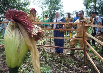 Bupati Eka Putra, Potensi Bunga Bangkai Bisa Jadi Ekowisata
