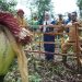 Bupati Eka Putra, Potensi Bunga Bangkai Bisa Jadi Ekowisata
