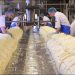 Banyak Sapi Perah, Boyolali Produksi Keju Sendiri