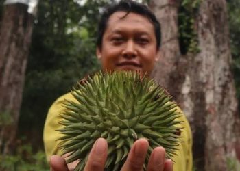 Pampakin dan Lahung, Buah Langka Asal Tanah Borneo