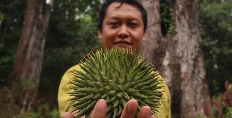 Pampakin dan Lahung, Buah Langka Asal Tanah Borneo