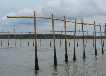 MPSI Desak Kejagung Periksa Eks Bupati Tangerang dan Eks Sekda soal HGB Pagar Laut PIK 2